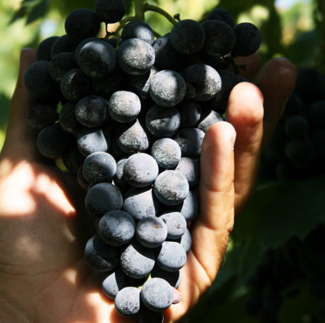 corte alta raccolta uva